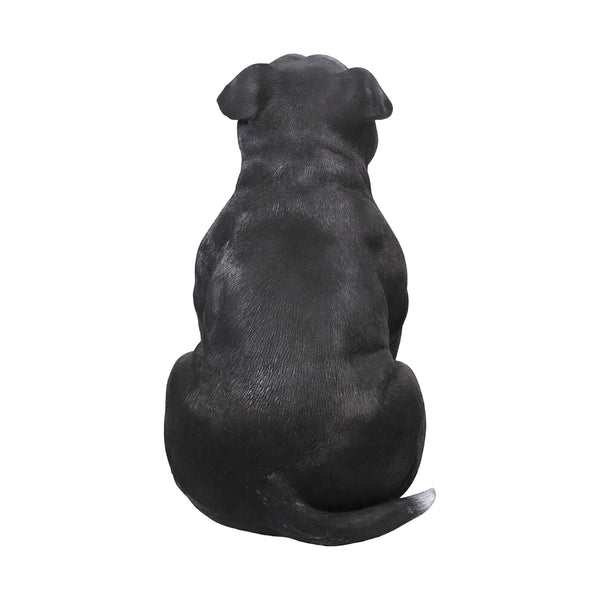 Staffordshire Bull Terrier