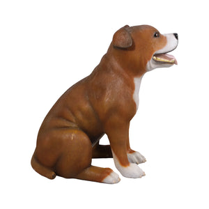 Staffordshire Bull Terrier