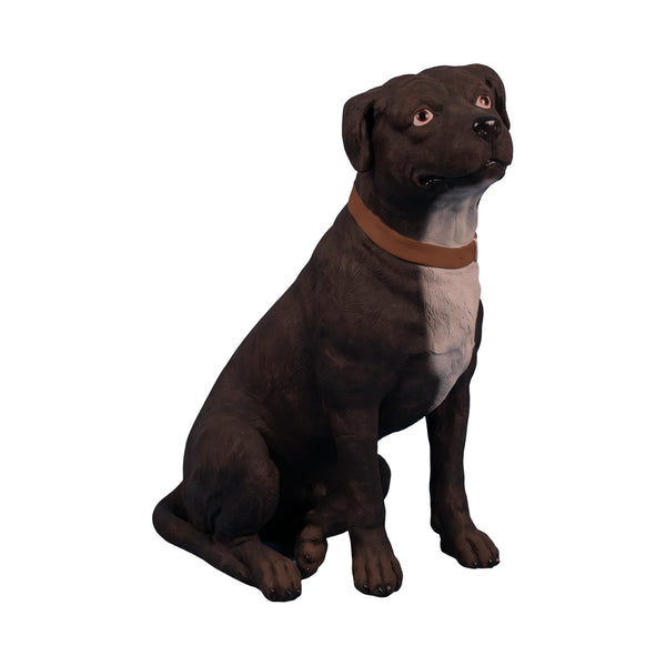 Staffordshire Terrier (Not in Aus)