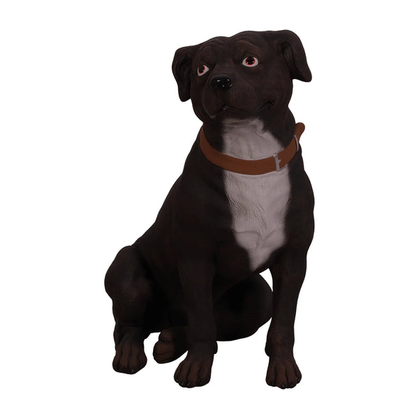 Staffordshire Terrier (Not in Aus)