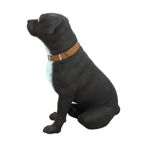Staffordshire Terrier (Not in Aus)