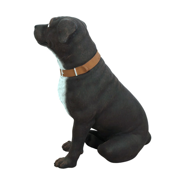 Staffordshire Terrier (Not in Aus)