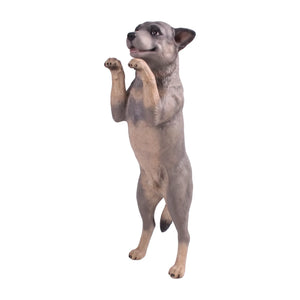 Standing Blue Heeler (Not in Aus)