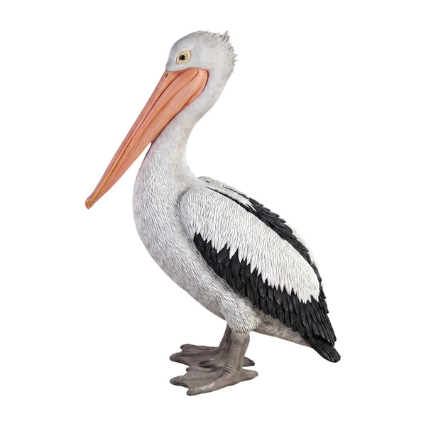 Standing Pelican (Not in AUS)