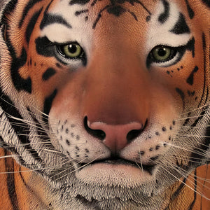 Sumatran Tiger (Not in Aus)