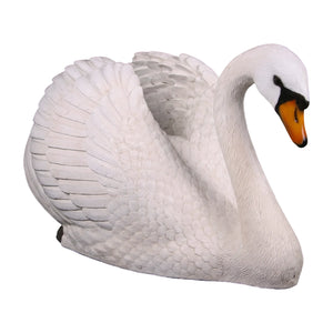 Swan