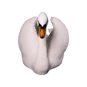 Swan