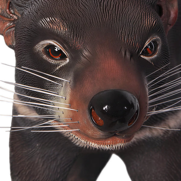 Tasmanian Devil (not in AUS)