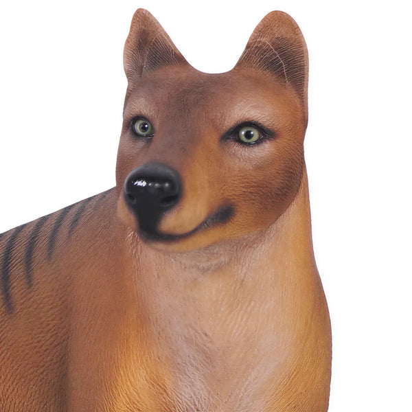 Tasmanian Tiger (Not in Aus)