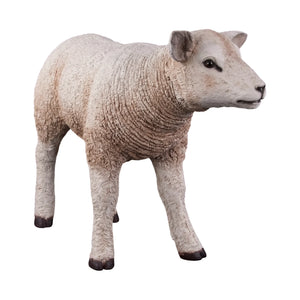 Texelaar Lamb