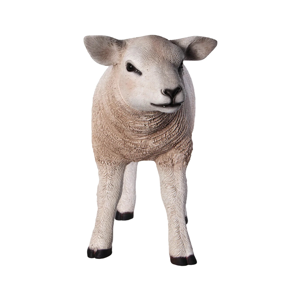 Texelaar Lamb