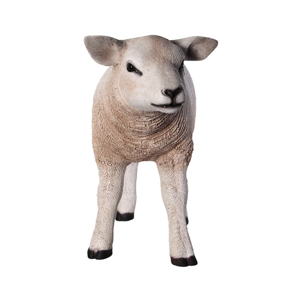 Texelaar Lamb