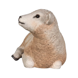 Texelaar Lamb Resting