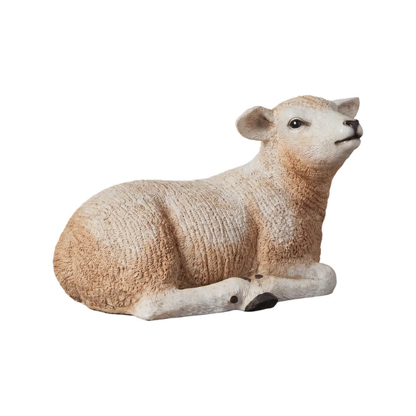 Texelaar Lamb Resting