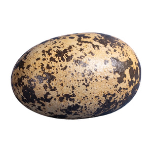 Theropod Egg 9"