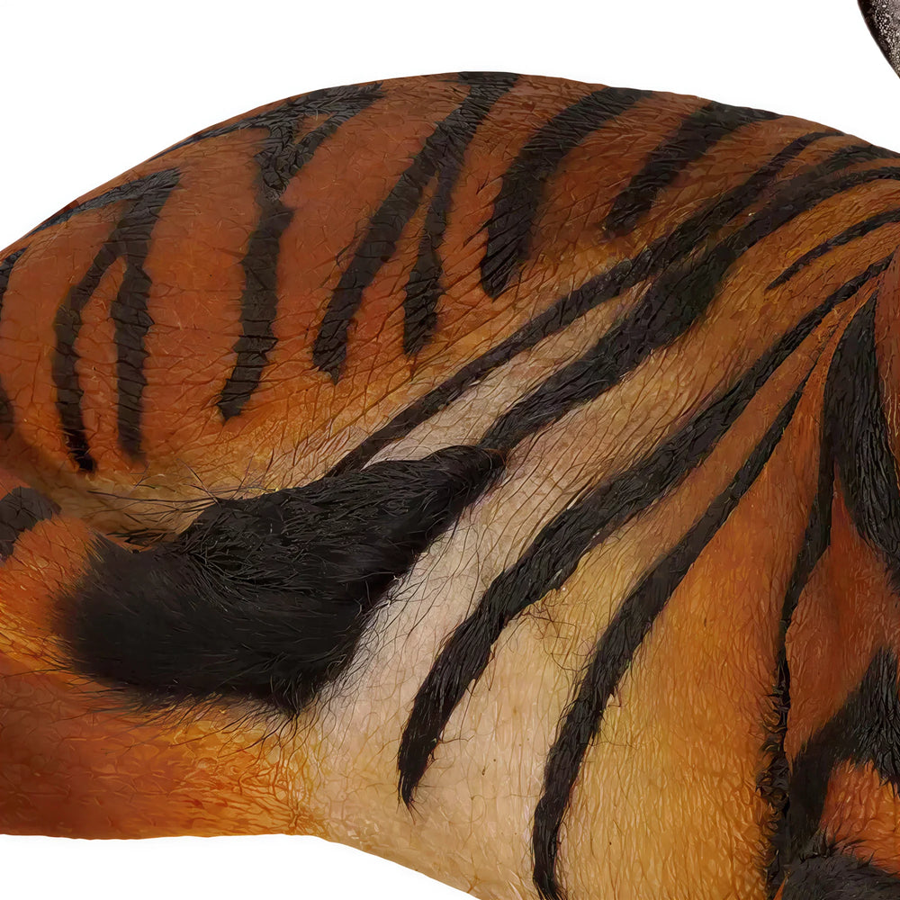 Tiger Cub - Lying Down (Not in Aus)