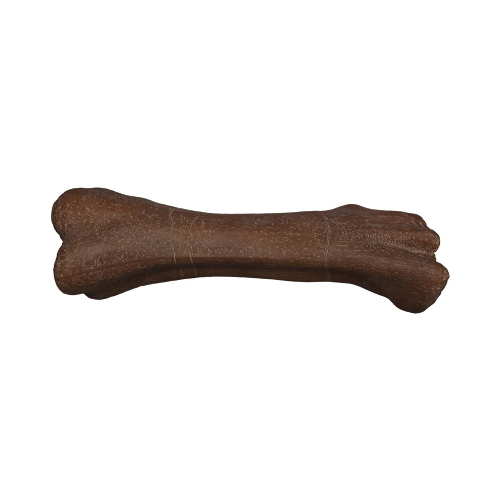 Titanosaur Femur (Not In Aus)