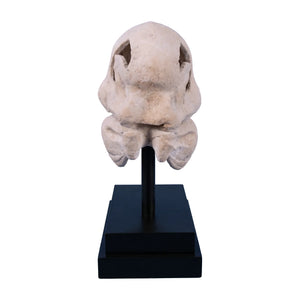 T-Rex Skull On Base