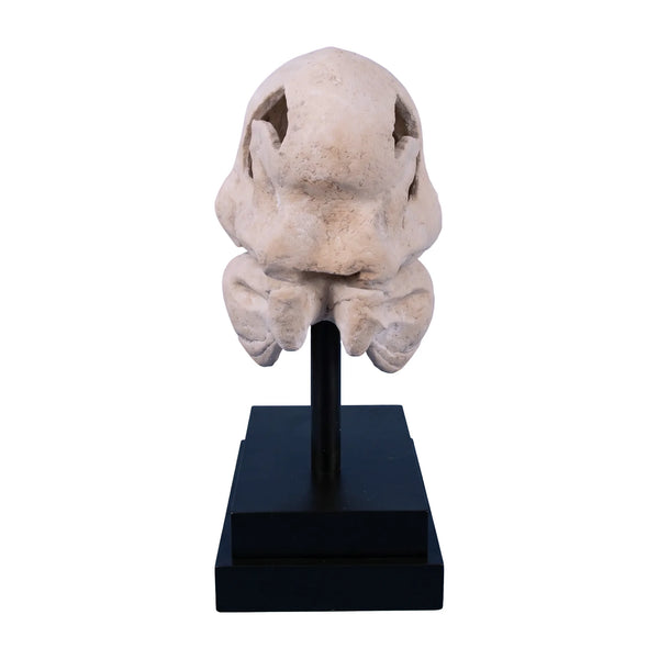 T-Rex Skull On Base
