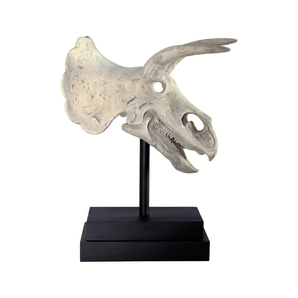 Triceratops Skull On Base