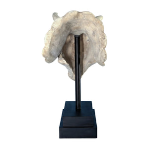 Triceratops Skull On Base