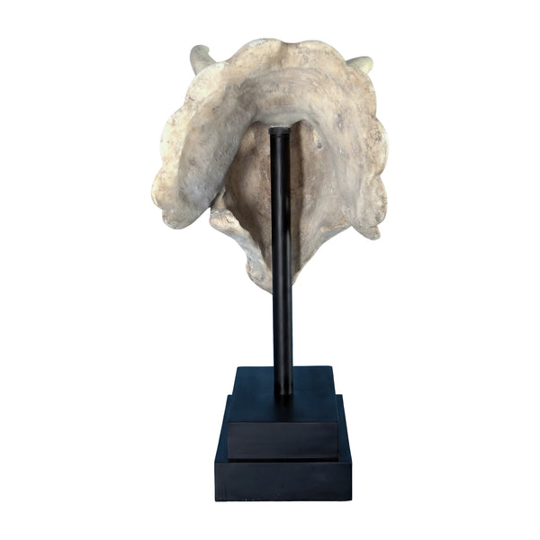 Triceratops Skull On Base