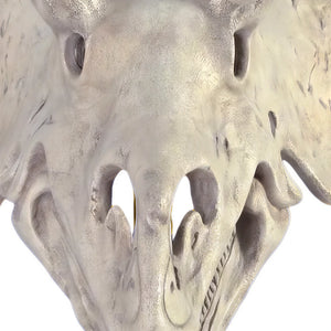 Triceratops Skull On Base