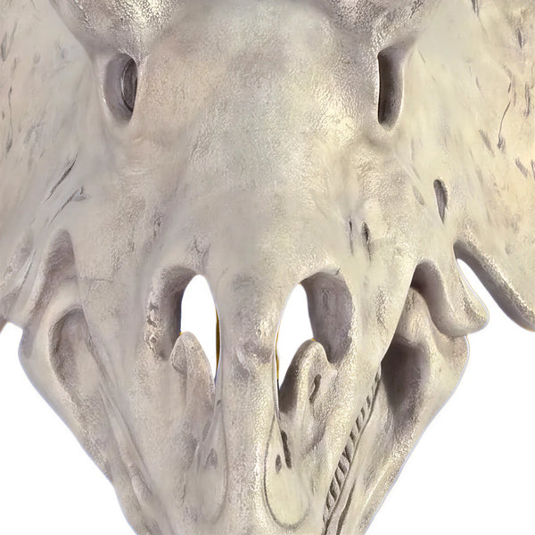 Triceratops Skull On Base