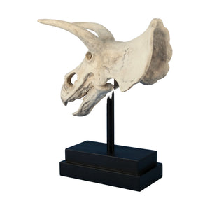 Triceratops Skull On Base