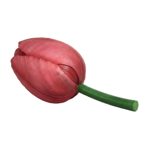 Tulip 60Cm X 39Cm (Not In Benelux/Germany)