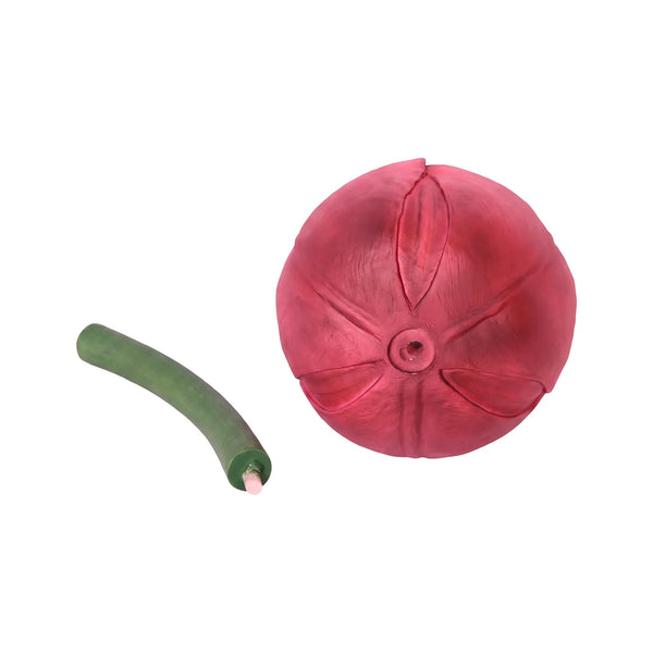 Tulip 60Cm X 39Cm (Not In Benelux/Germany)