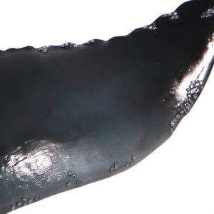 Decorative wall-mounted whale tail sculpture featuring a glossy dark blue and black finish with textured edges.