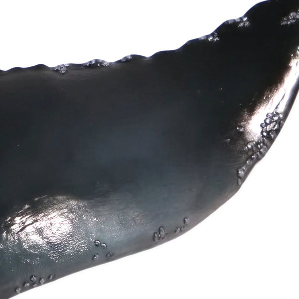 Decorative wall-mounted whale tail sculpture featuring a glossy dark blue and black finish with textured edges.
