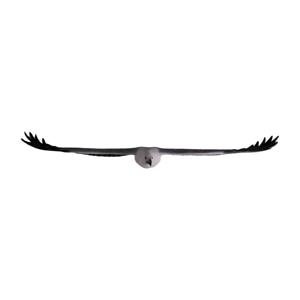 Decorative hanging sculpture of a white-breasted sea-eagle in flight, featuring a white head and dark grey wings with detailed feathers.